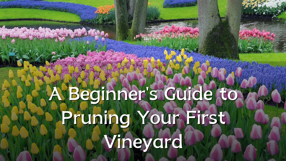 A Beginner's Guide to Pruning Your First Vineyard